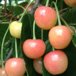 Cherry variety North