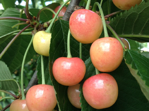 Cherry variety North