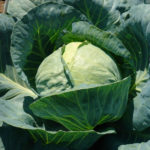 Cabbage variety Tobia (F1)