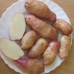 Potato variety American (Early rose)