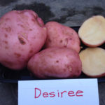 Desiree potato variety