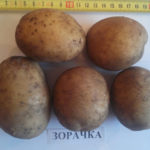 Potato variety Zorachka