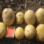 Potato variety Agata