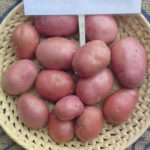 Alvar potato variety