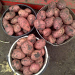 Potato variety Asterix