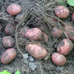 Potato variety Azhur