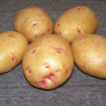 Potato variety Baron