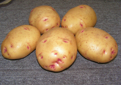 Potato variety Baron