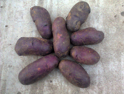 Potato variety Gypsy