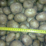 Potato variety Elizabeth