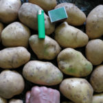 Fritella potato variety