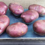 Potato variety Blue Danube