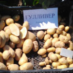 Gulliver potato variety