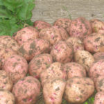 Ilyinsky potato variety