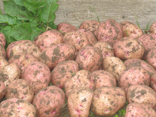 Ilyinsky potato variety