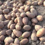 Potato variety Kamensky