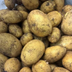 Potato variety Colette