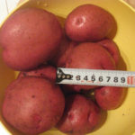 Potato variety Courage