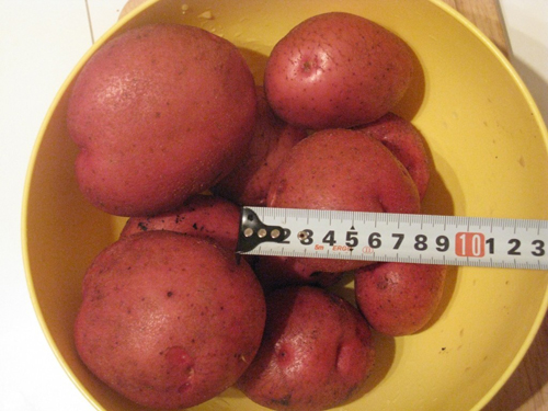 Potato variety Courage