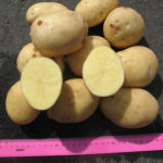 Potato variety Labadia