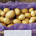 Potato variety Lileya (Lileya Belorusskaya)