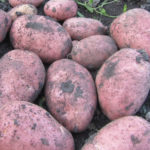 Potato variety Manifesto