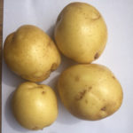 Molly potato variety