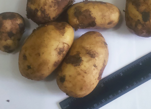 Potato variety Nadezhda