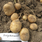 Potato variety Nikulinsky