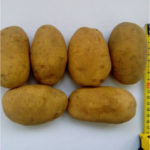 Potato variety Ragneda (Rogneda)