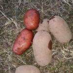 Potato variety Rodrigo (Rodriga)