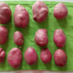 Rocco potato variety