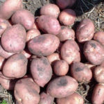 Romano potato variety