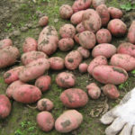 Potato variety Symphony