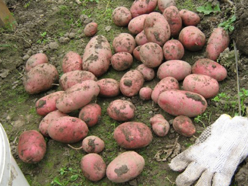 Potato variety Symphony