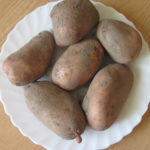 Potato variety Slavyanka