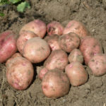 Potato variety Bullfinch