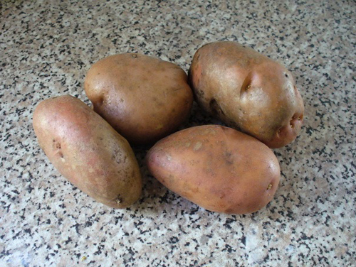 Potato variety Spiridon