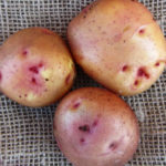 Potato variety Svitanok Kievsky