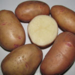 Potato variety Tiras