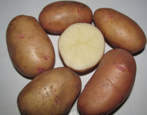 Potato variety Tiras