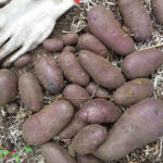 Potato variety Cornflower