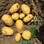 Vega potato variety