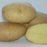 Potato variety Pennant