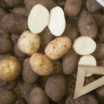 Yanka potato variety