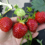 Kama strawberry variety