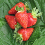 Murano strawberry variety