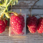 Raspberry variety Red Guard