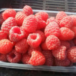 Zyugan raspberry variety