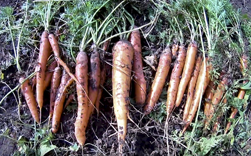 Carrot variety Gourmet